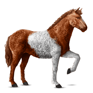reitpferd curly horse rotbrauner mit tobiano-scheckung
