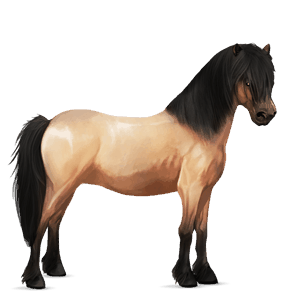 pony highlandpony hellgrau