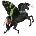 einhorn-pony belgisches reitpony dunkelbrauner