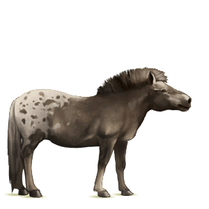 pony shetlandpony falbe