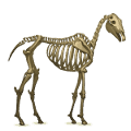 geflügeltes einhorn-reitpferd skelett