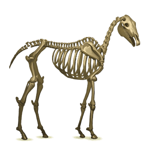 einhorn-pony skelett