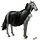 pony vampir