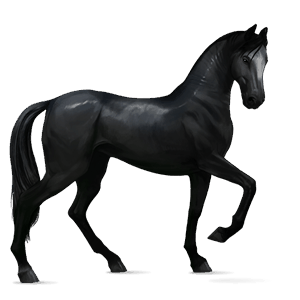 reitpferd argentinischer criollo dunkelbrauner