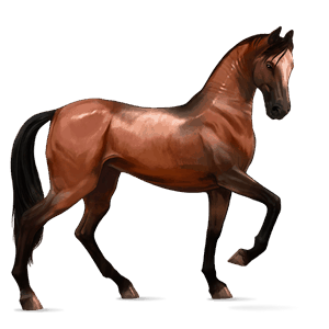 reitpferd argentinischer criollo brauner mit tobiano-scheckung