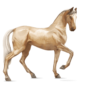 reitpferd achal-tekkiner palomino