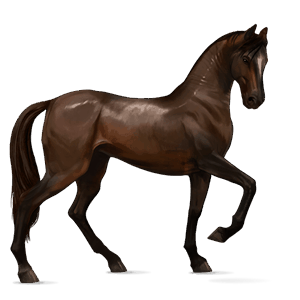 reitpferd argentinischer criollo dunkelbrauner