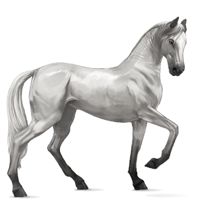 reitpferd araber hellgrau