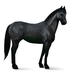 reitpferd amerikanischer traber rappe
