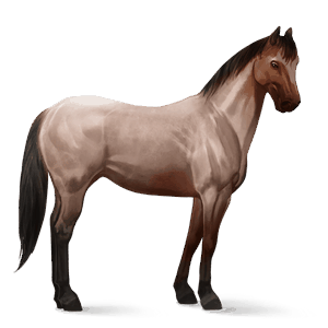 reitpferd cremello