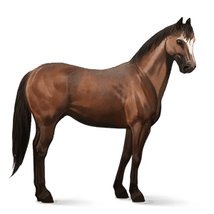 reitpferd amerikanischer traber brauner