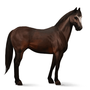 reitpferd argentinischer criollo brauner