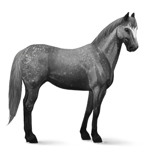 reitpferd argentinischer criollo apfelschimmel