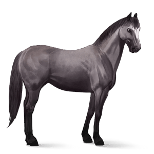 reitpferd quarter horse mausgrau
