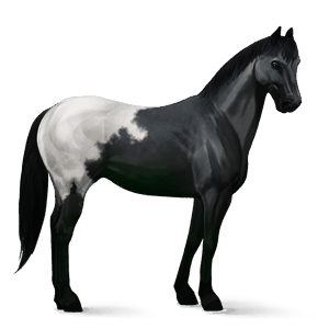 reitpferd oldenburger rappe