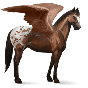 pegasus-reitpferd braunschecke