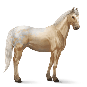 reitpferd argentinischer criollo dunkelfuchs