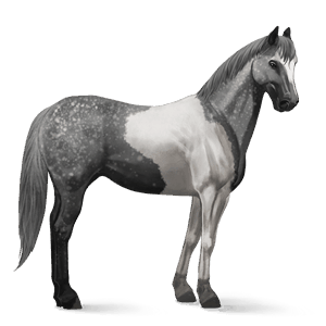 reitpferd roan