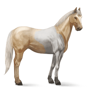 reitpferd paint horse palomino mit tovero-scheckung