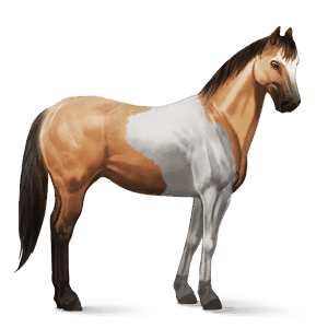 reitpferd paint horse falbe mit tobiano-scheckung