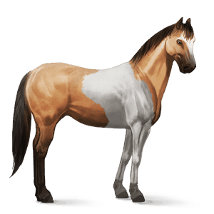reitpferd paint horse brauner mit overo-scheckung