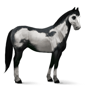 reitpferd lusitano brauner