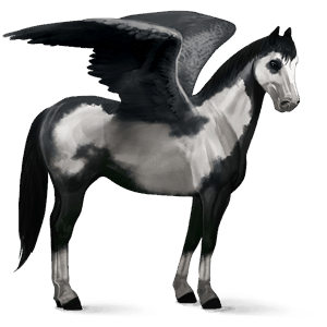 pegasus-reitpferd marwari dunkelbrauner