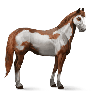 reitpferd paint horse overo-fuchsschecke
