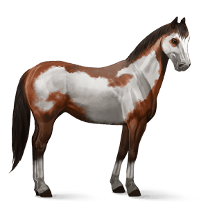 reitpferd argentinischer criollo rotbrauner
