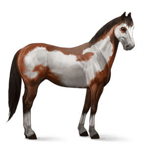 reitpferd paint horse fuchs mit tobiano-scheckung