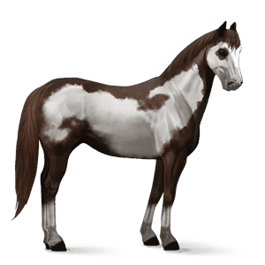 reitpferd argentinischer criollo rappe