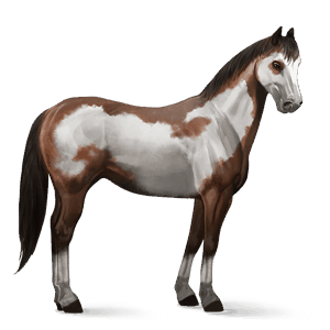 reitpferd lusitano palomino