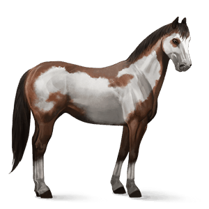 reitpferd paint horse brauner mit overo-scheckung