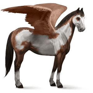 pegasus-reitpferd argentinischer criollo brauner mit tovero-scheckung 