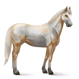 reitpferd argentinischer criollo rappe