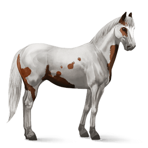 reitpferd paint horse overo-fuchsschecke