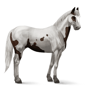 pony connemara-pony brauner