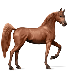 reitpferd araber fuchs