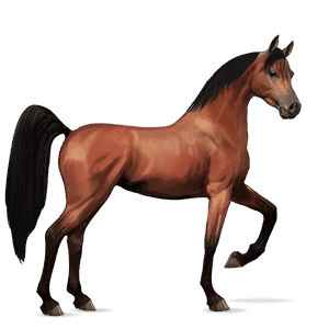 reitpferd achal-tekkiner falbe