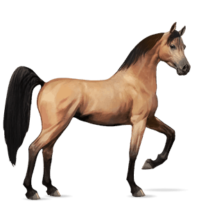 reitpferd holsteiner rotbrauner