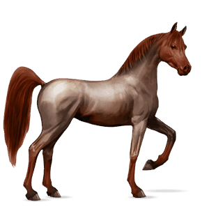 reitpferd araber hellgrau