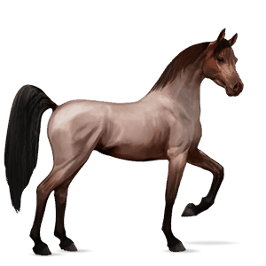 reitpferd hannoveraner dunkelbrauner
