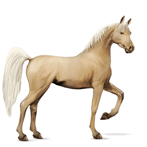 reitpferd araber roan