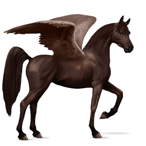 pegasus-reitpferd araber dunkelfuchs