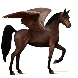 pegasus-reitpferd araber dunkelbrauner