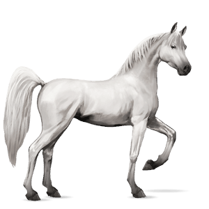reitpferd araber hellgrau