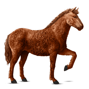 reitpferd curly horse fuchs