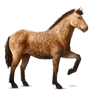 reitpferd curly horse falbe