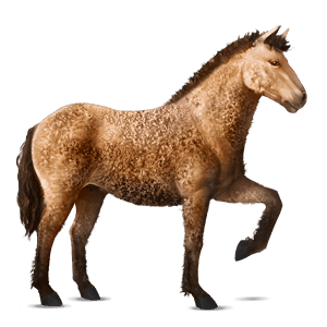 reitpferd curly horse brauner