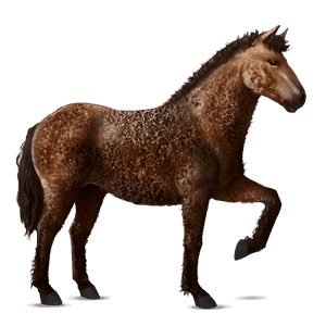 reitpferd curly horse brauner